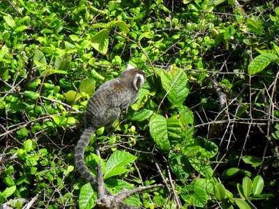 Monkey marmoset animal photo