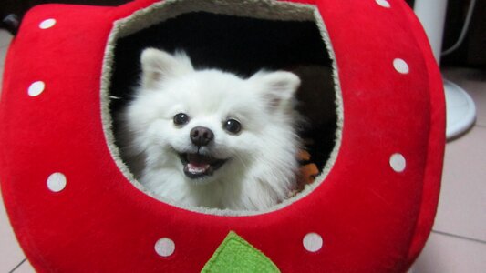 Dog cute dog dog clothes