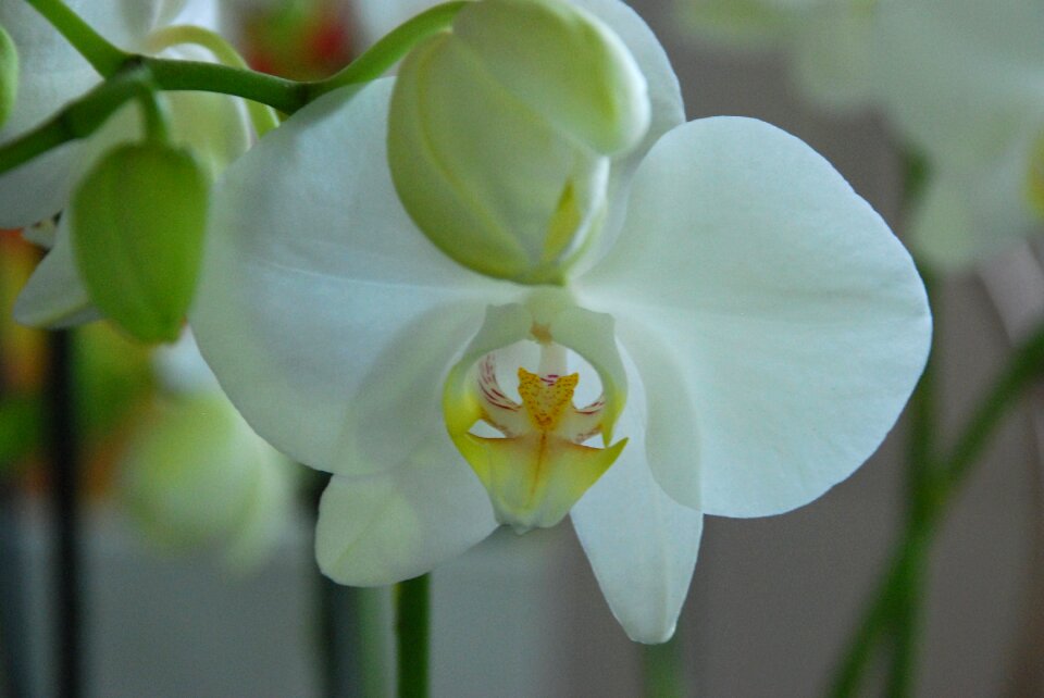 Plant blossom bloom