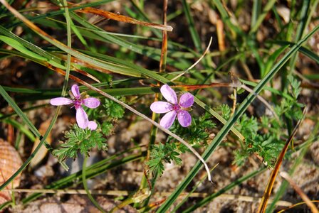 Wild flower purple flower blossom