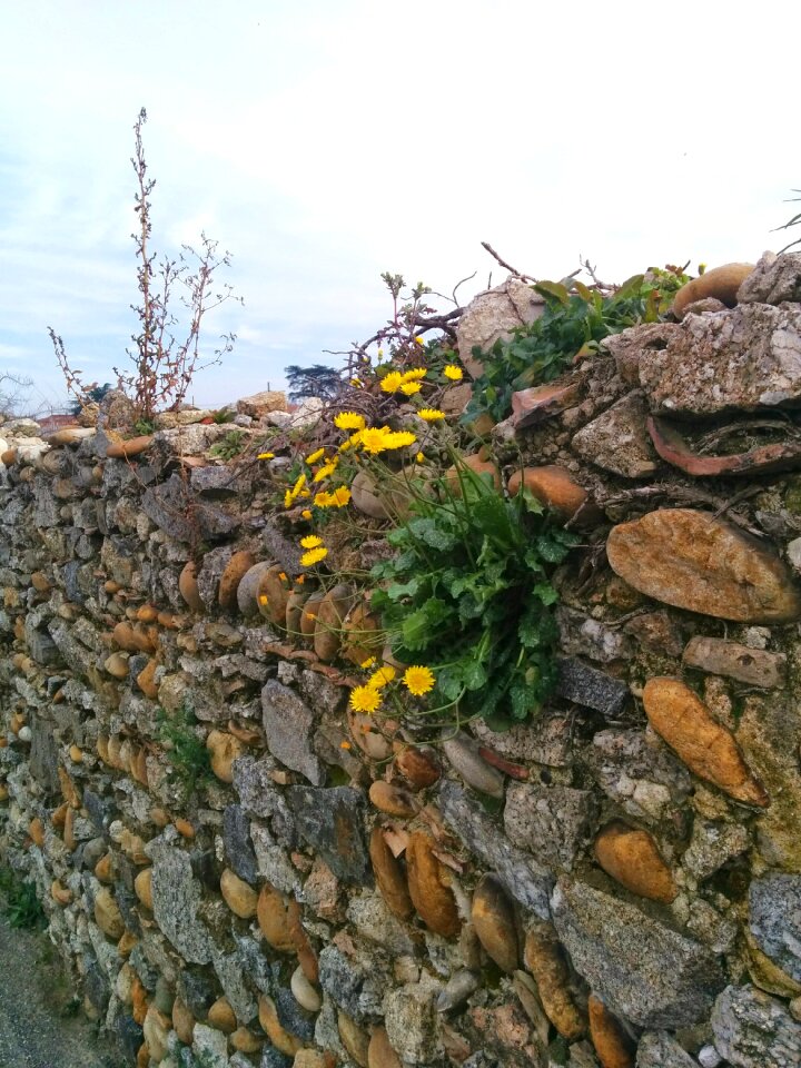 Yellow nature spring