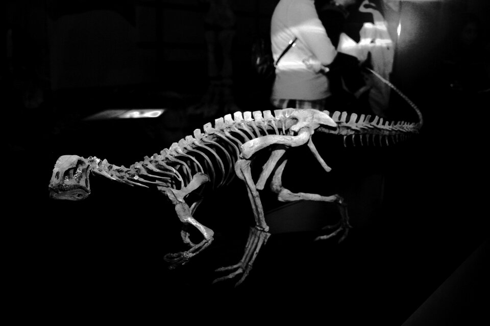 Skeleton petrification museum