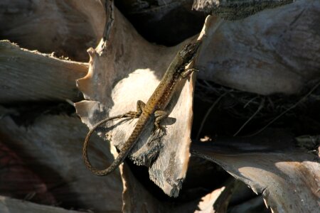 Lizard reptile schuppenkriechtier photo