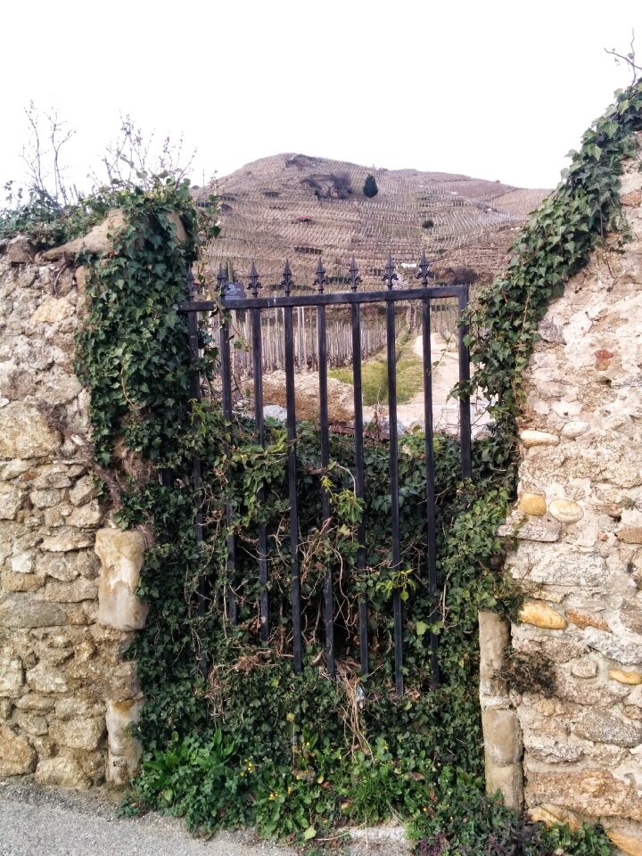 Vines wall vegetation