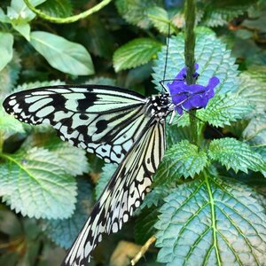 Flower plant nature photo