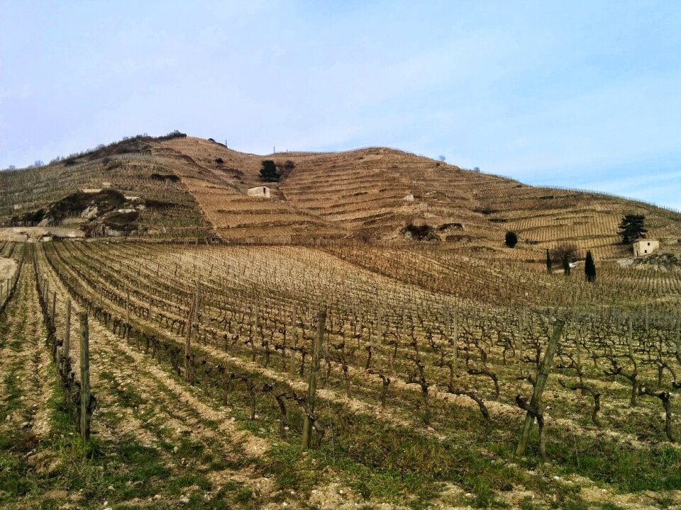 Wine agriculture rural