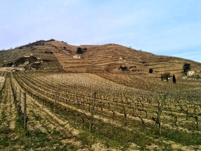 Wine agriculture rural