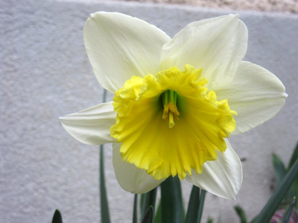 Flower nature spring