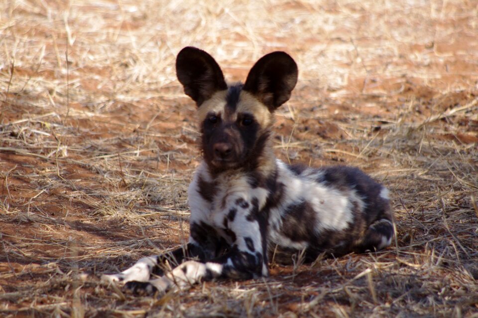Wilddog africa animals