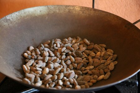 Farming bean costa rica photo