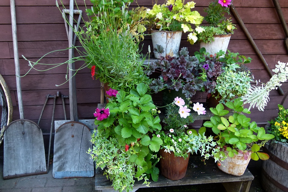 Backyard shovel flowers