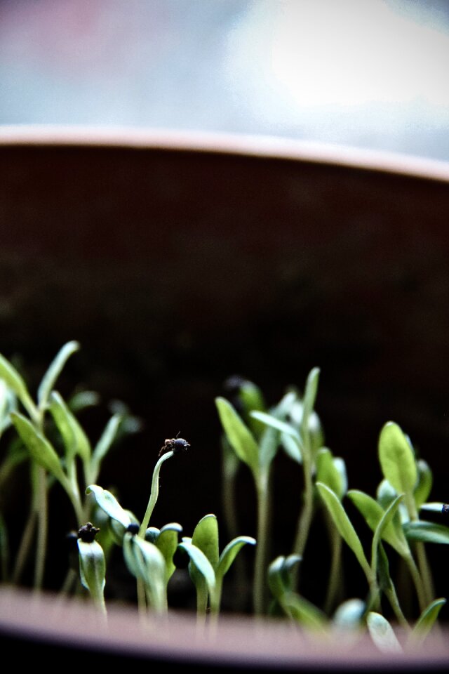 Plant basin material