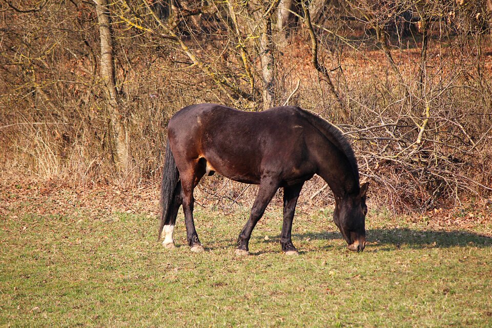 Coupling pasture graze
