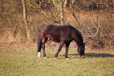 Coupling pasture graze