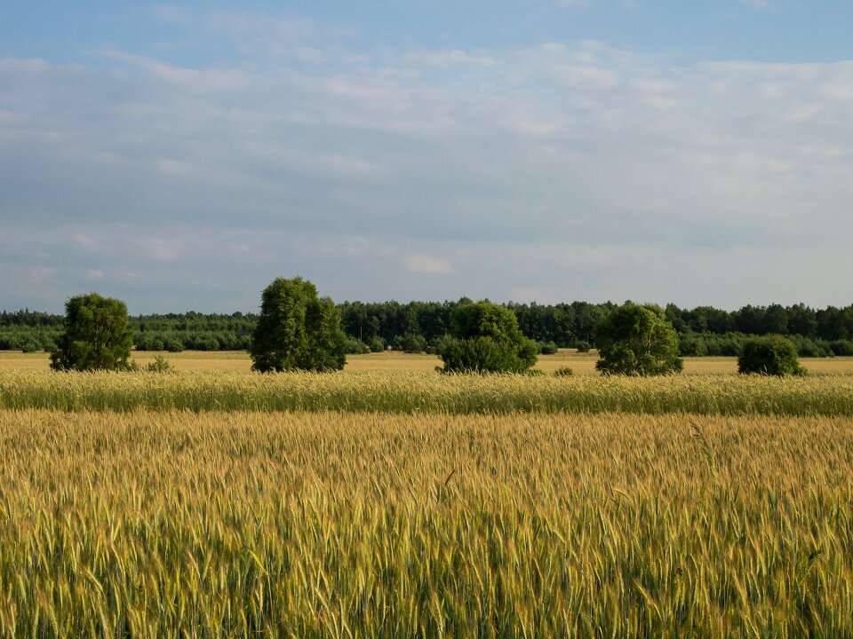 Tree in a field fields agriculture
