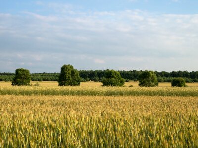 Tree in a field fields agriculture