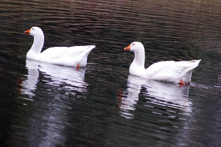 White geese duo twin