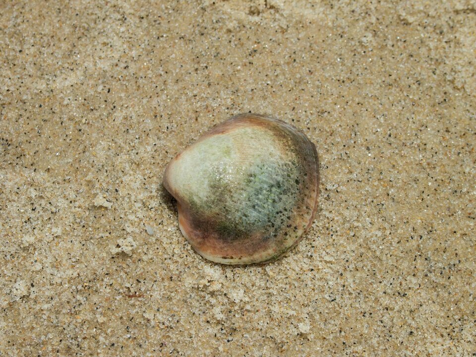 Seashell beach sand