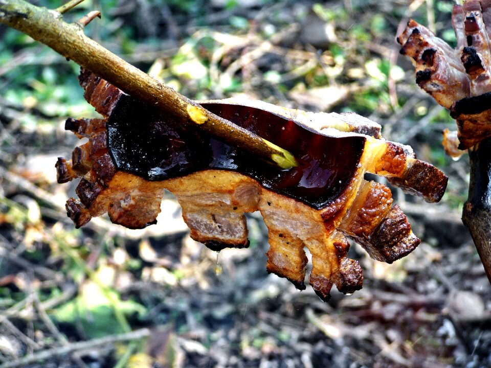 Bacon spit nature
