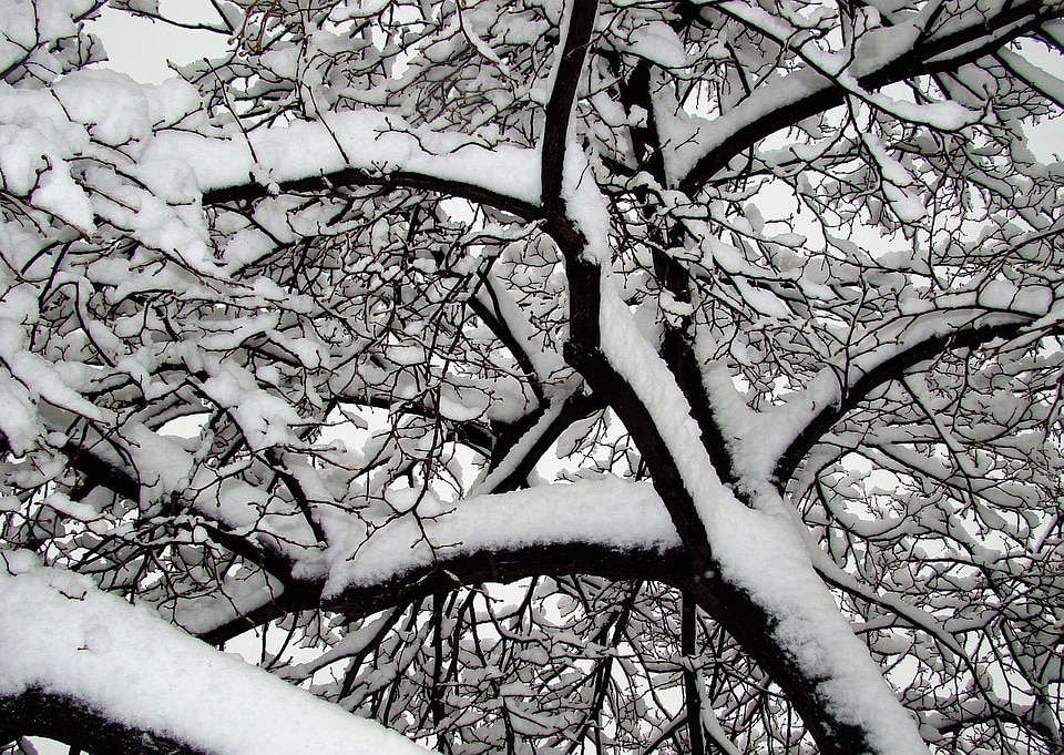Branch sky light