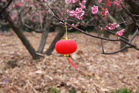 Lantern plum blossom chinese elements