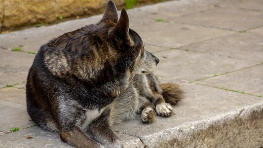 Outdoor homeless stray photo