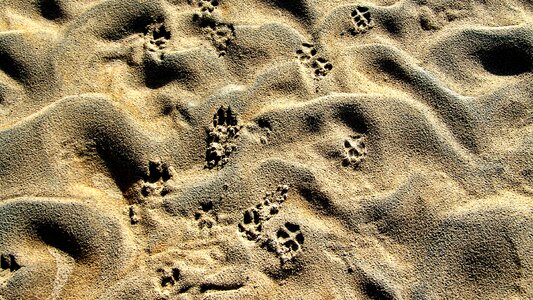 Shelf animal footprints gray sand photo
