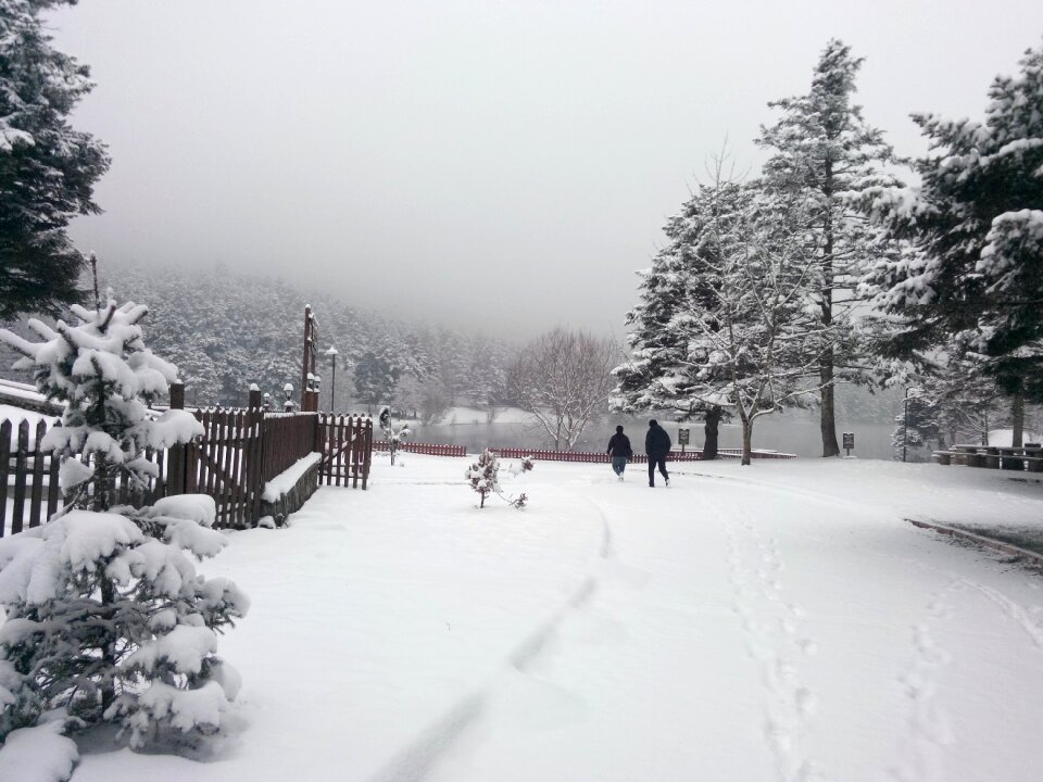 Snow winter tree photo