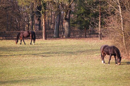 Coupling pasture graze