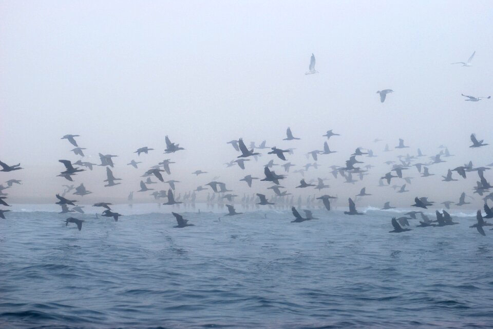 Nature seagull namibia