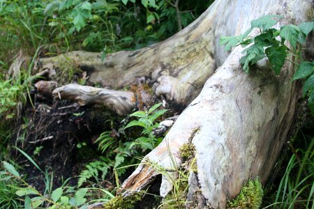 Wood tribe tree root photo