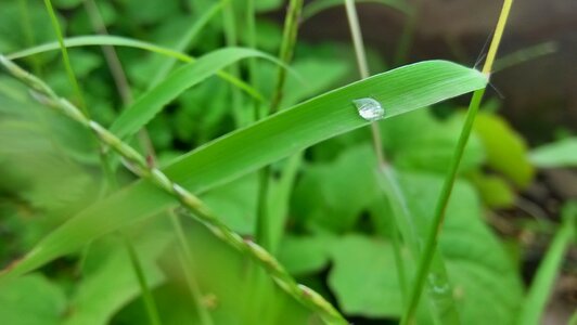 Dew fresh grass