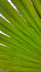 Leaf close-up partial