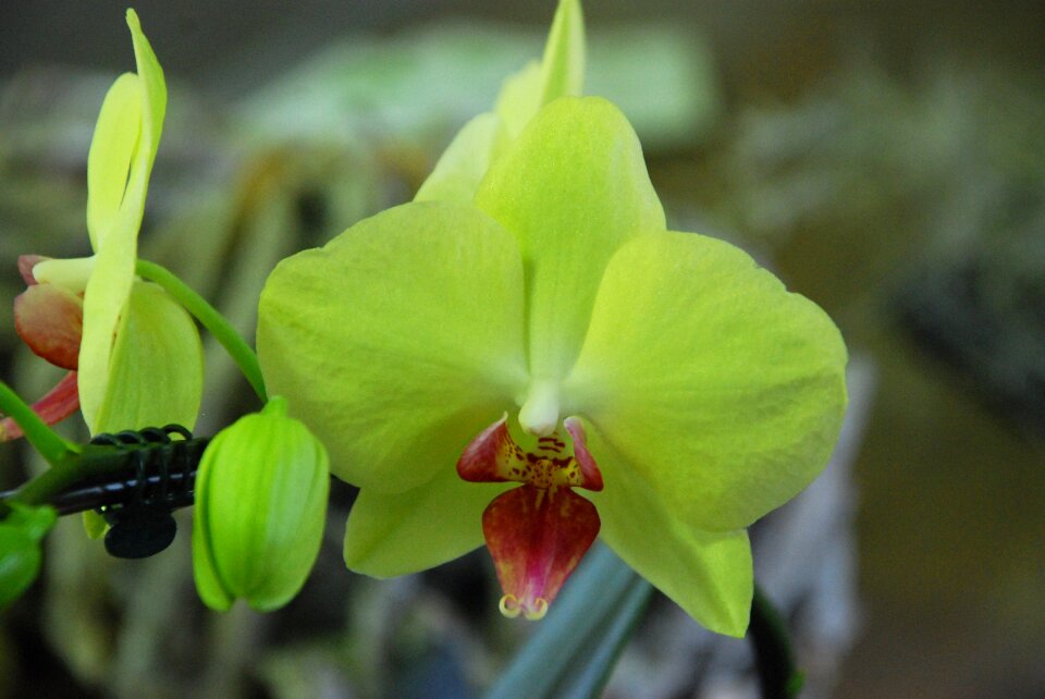 Plant blossom bloom