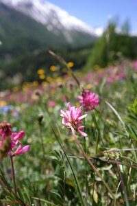 Spring flower nature photo