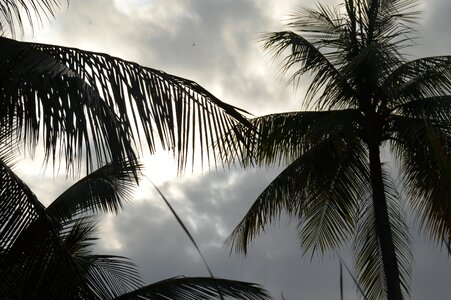 Paradise island tree