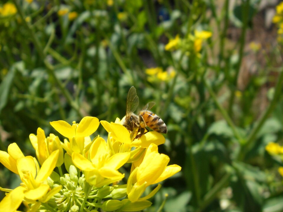 Rape blossoms apis mellifera spring