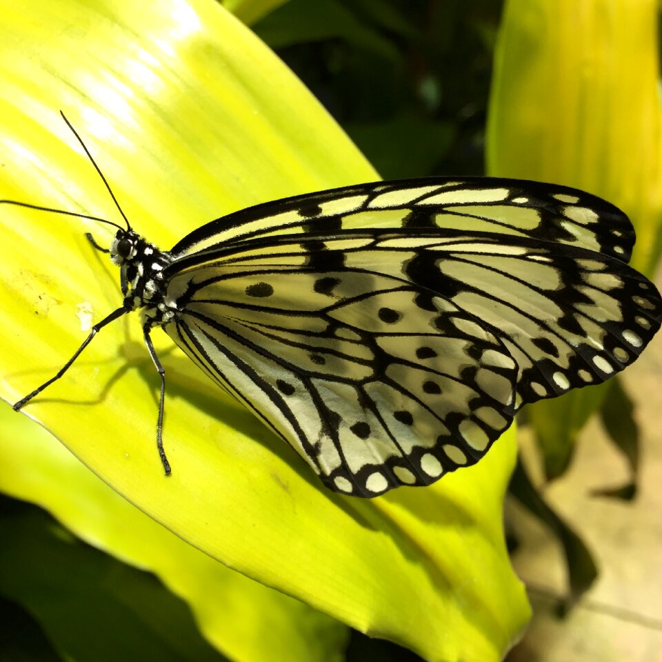 Plant nature yellow