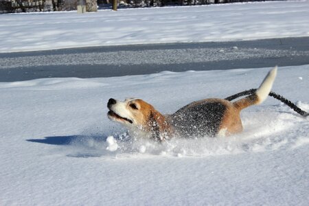 Beagle run romp photo