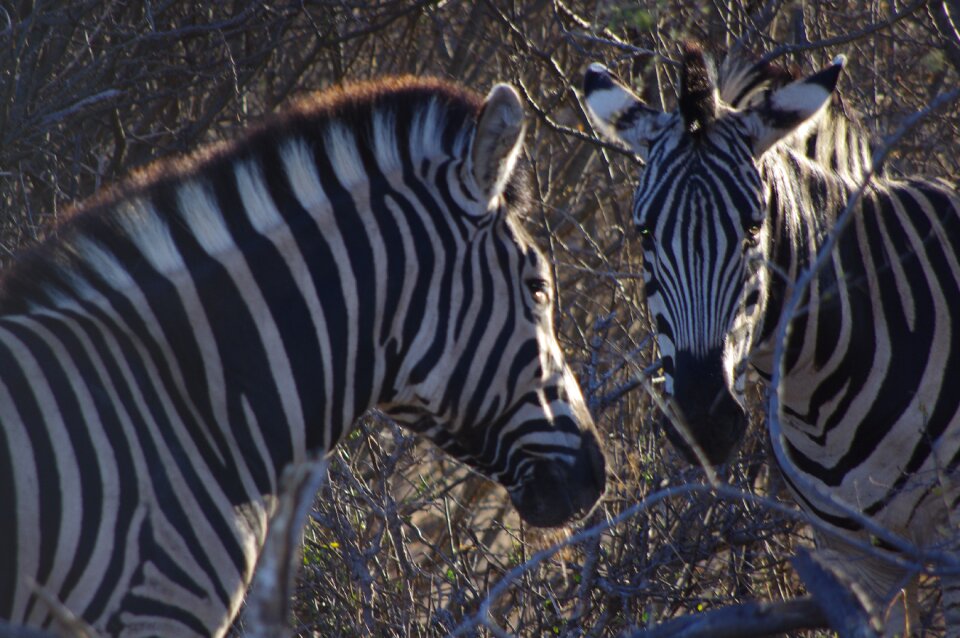 Zebra animal safari