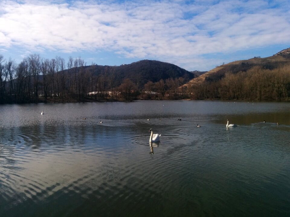 Nature pond animal