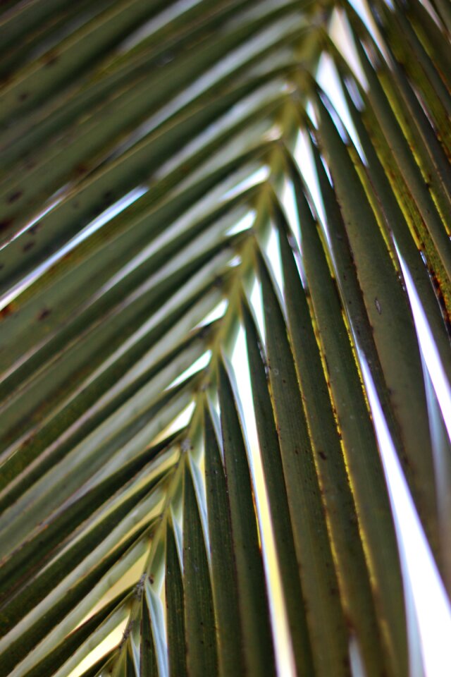 Tropical leaf green