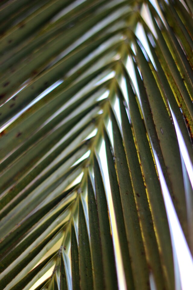 Tropical leaf green photo