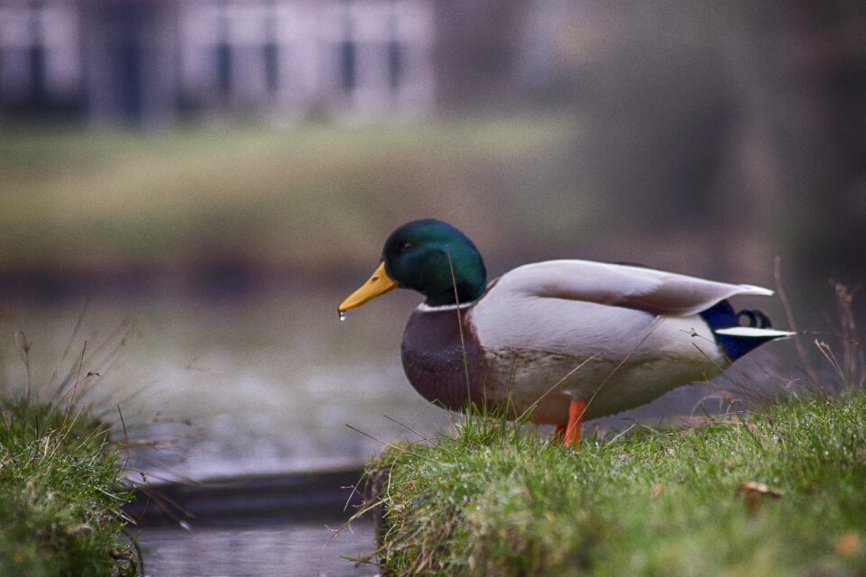 Easter duck palace pond