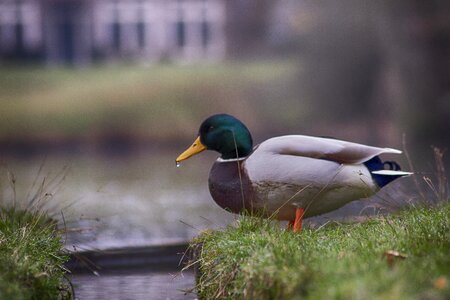 Easter duck palace pond