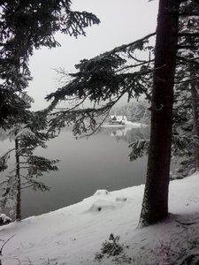 Tree lake winter