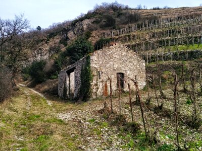 Nature abandoned house vines photo