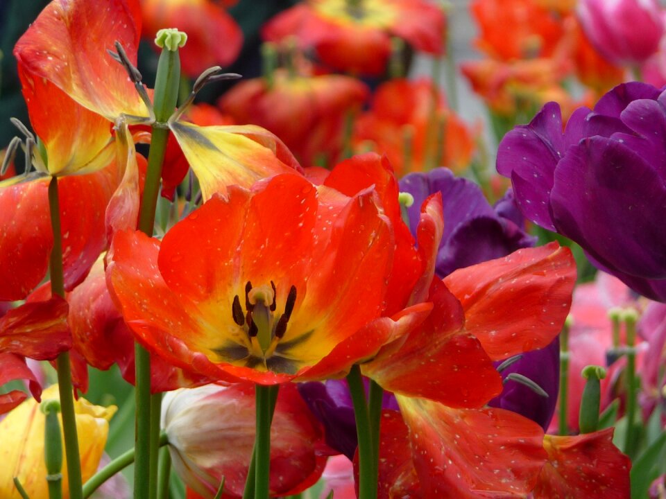 Colorful tulips