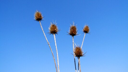 Dry plant blue sky nature
