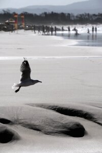 Sand beach sea gull photo